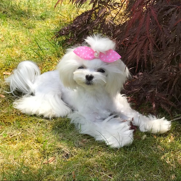 MEET YOUR POSHER - Dawn aka TucciCucci - Picture 5 of 6